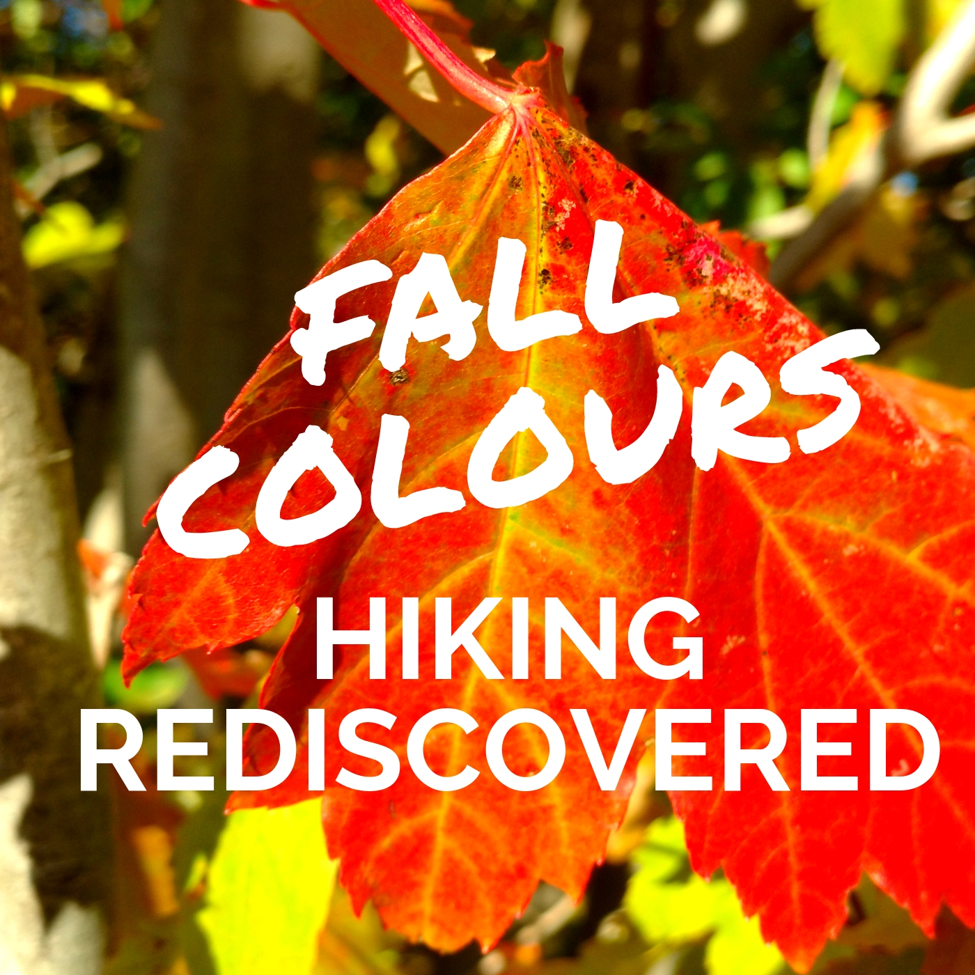 Fall hiking colours rediscovered, hiking in the fall, Wildly Intrepid, Maple leaf