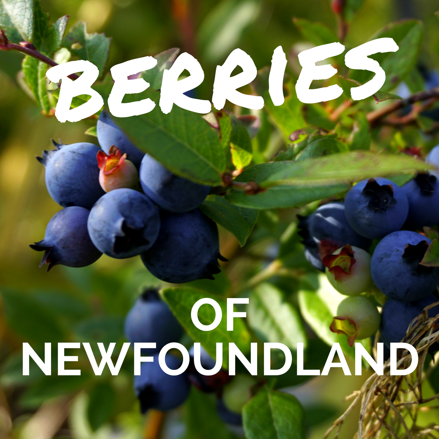 Berries of Newfoundland, Wildly Intrepid, Blueberries
