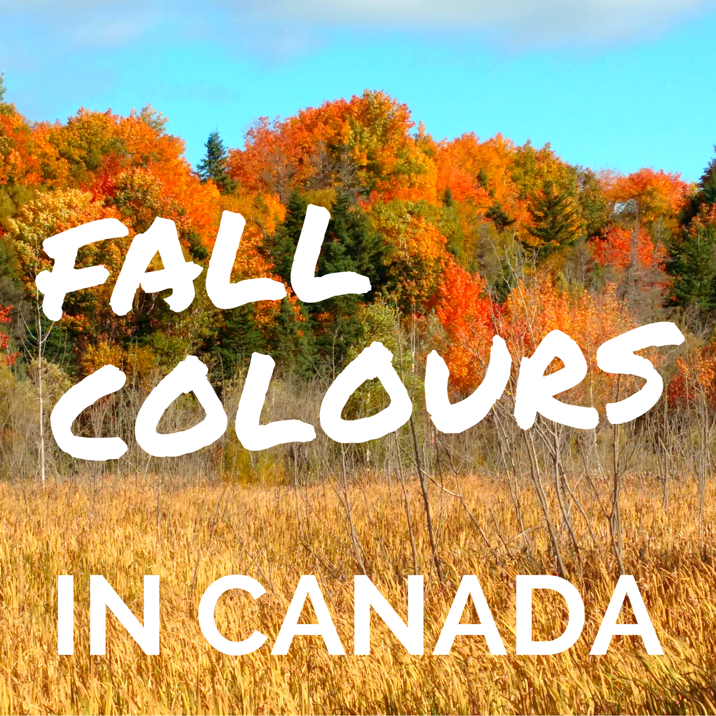 Fall colours in Canada, Wildly Intrepid, Corner Brook